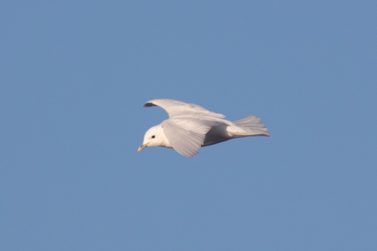 Ivory Gull - Christine Mason