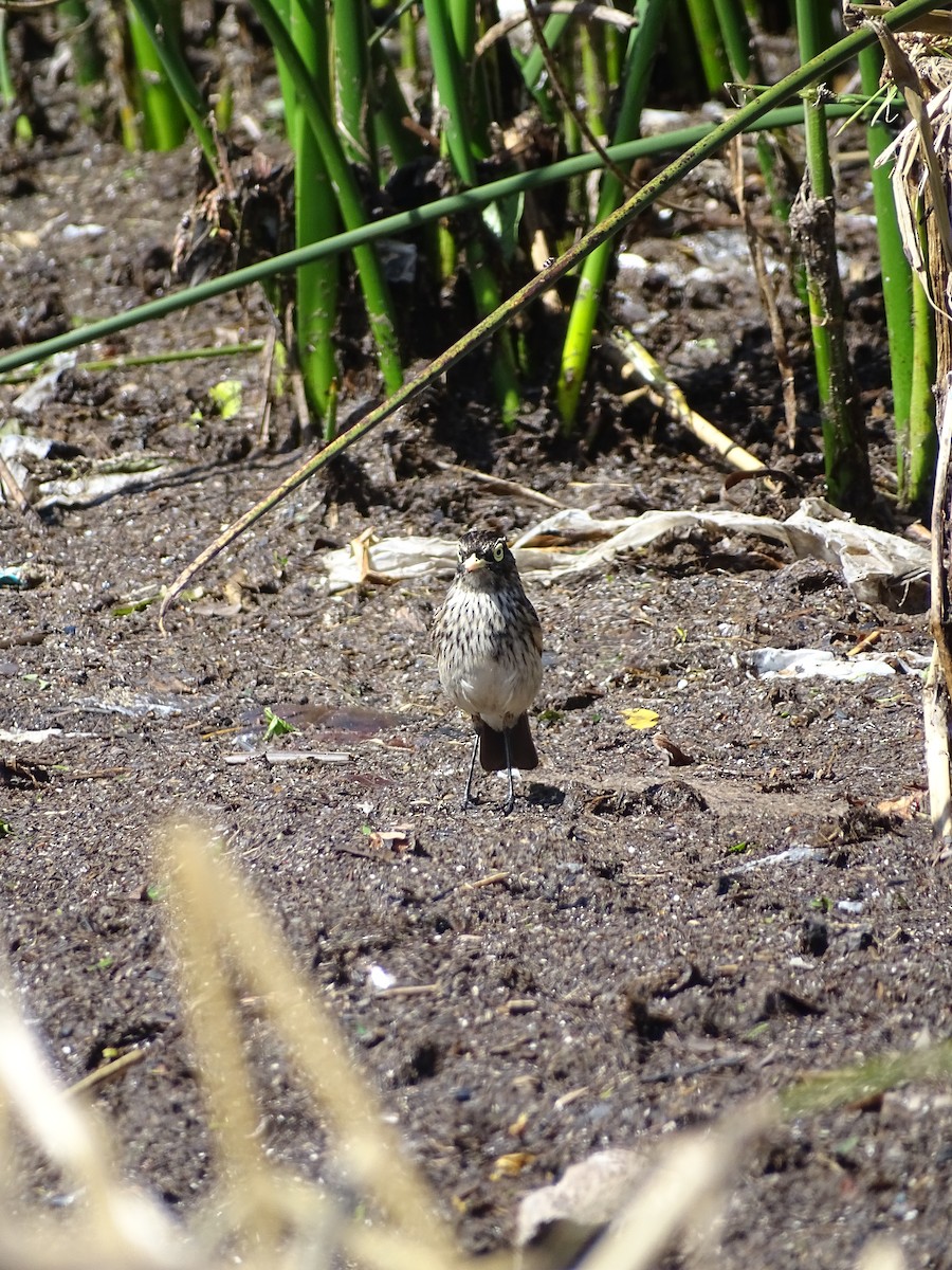 Spectacled Tyrant - ML494539631