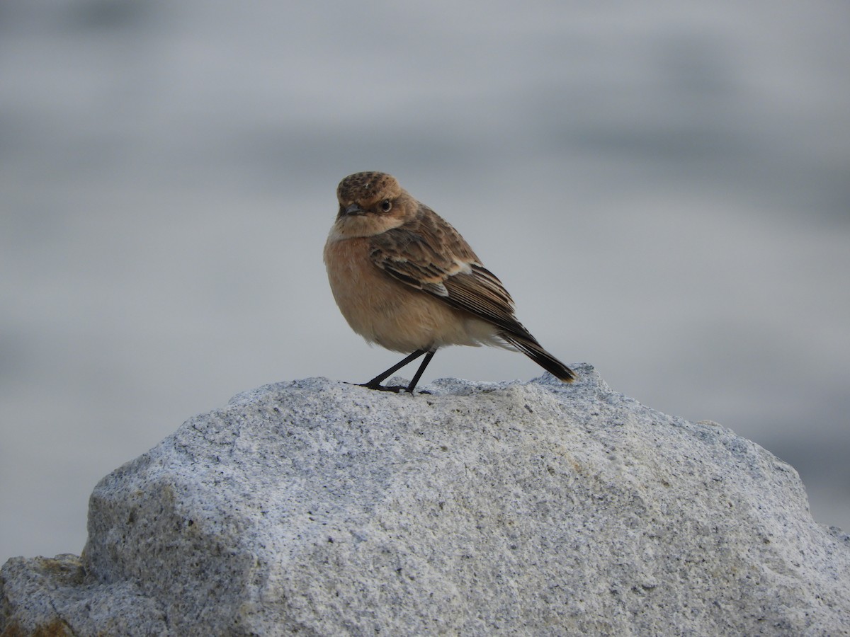 Siberian Stonechat - ML494539771