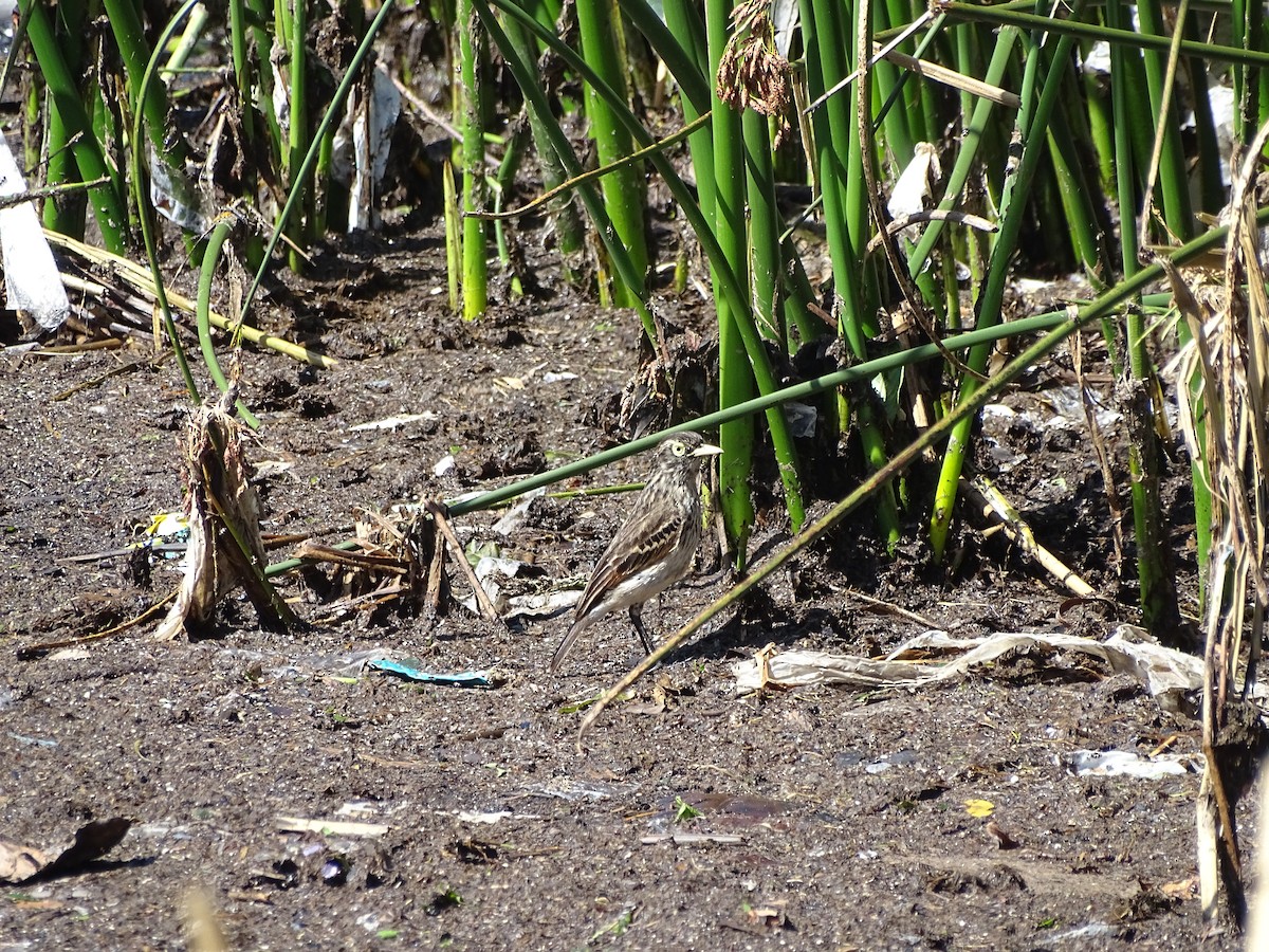 Spectacled Tyrant - ML494540111