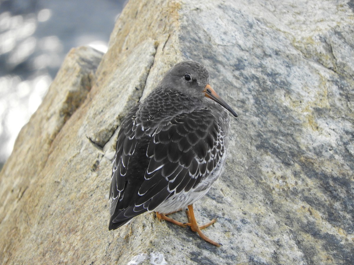 Purple Sandpiper - ML494540381