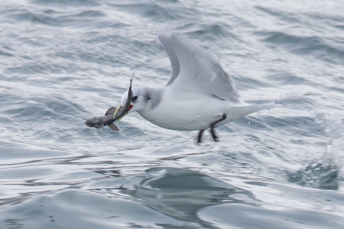 Black-legged Kittiwake - Christine Mason