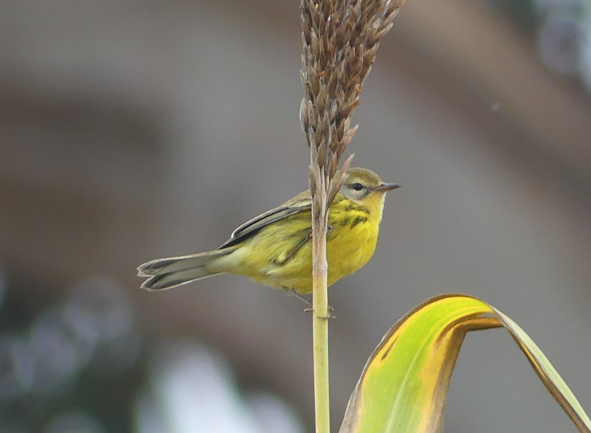 Prairie Warbler - ML494541431