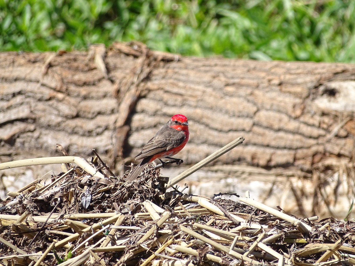 Vermilion Flycatcher - ML494541581