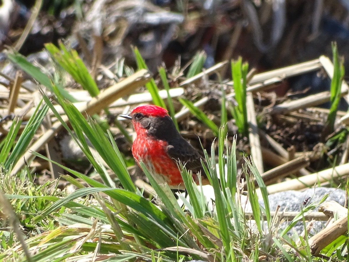 Vermilion Flycatcher - ML494541591