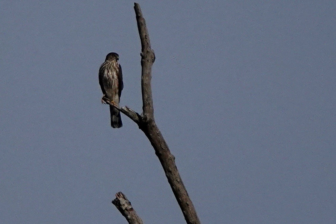 Sharp-shinned/Cooper's Hawk - ML494541841