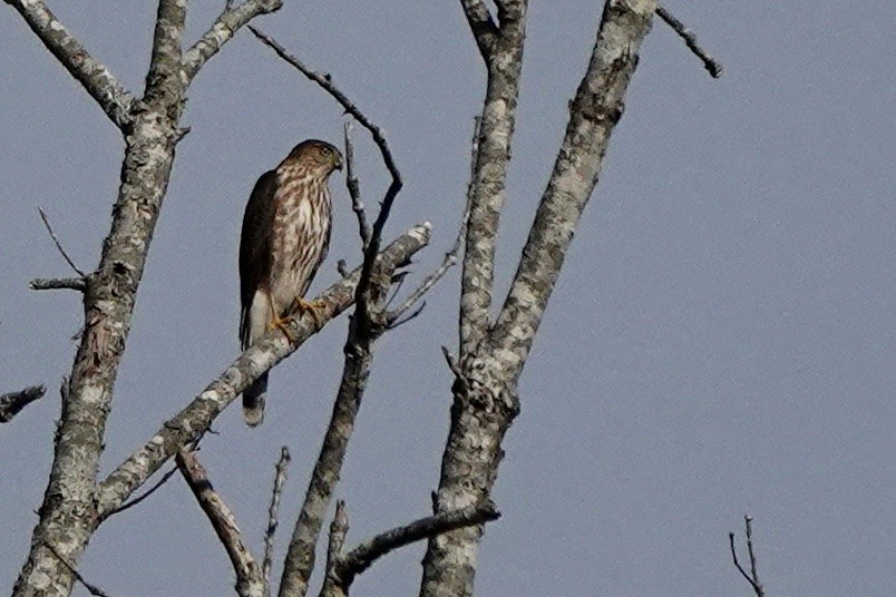 Sharp-shinned/Cooper's Hawk - ML494541861