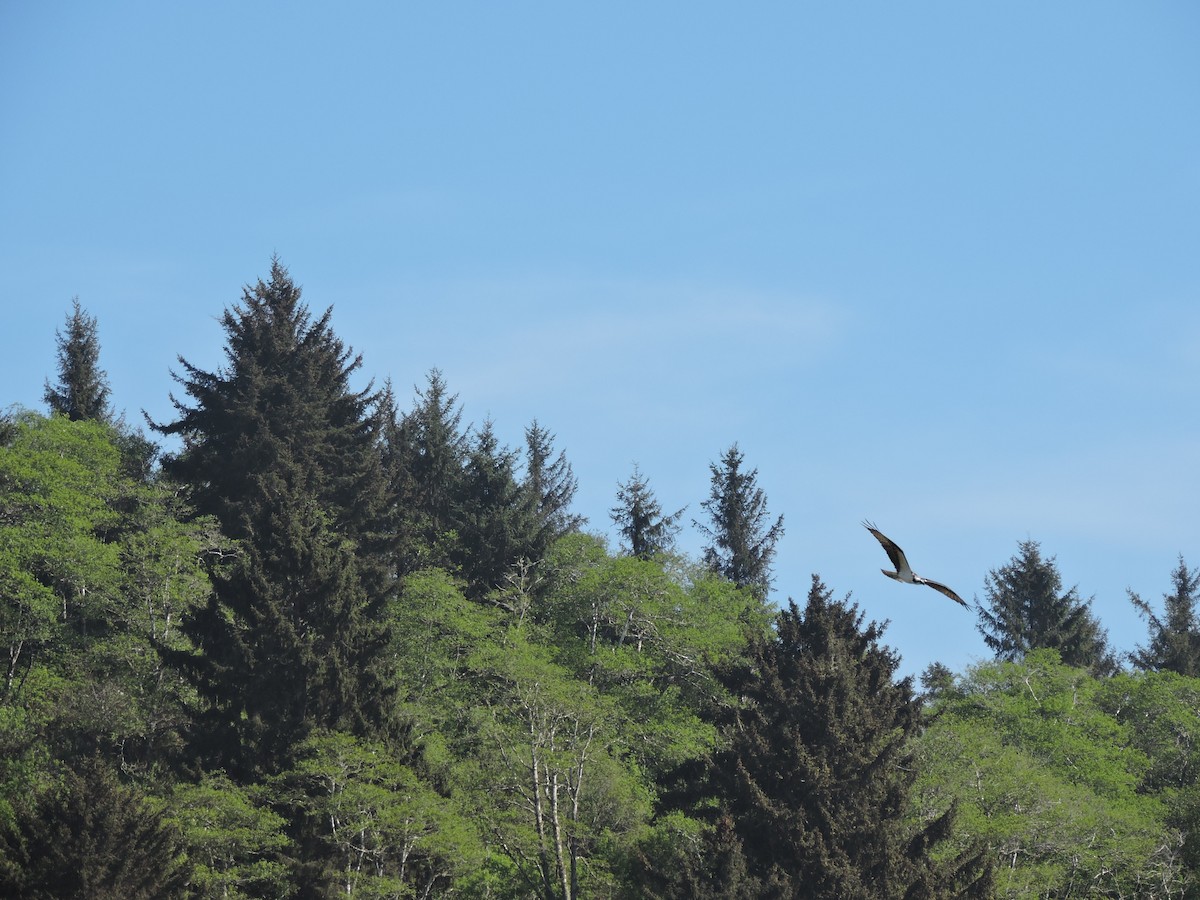 Falco pescatore - ML49454241