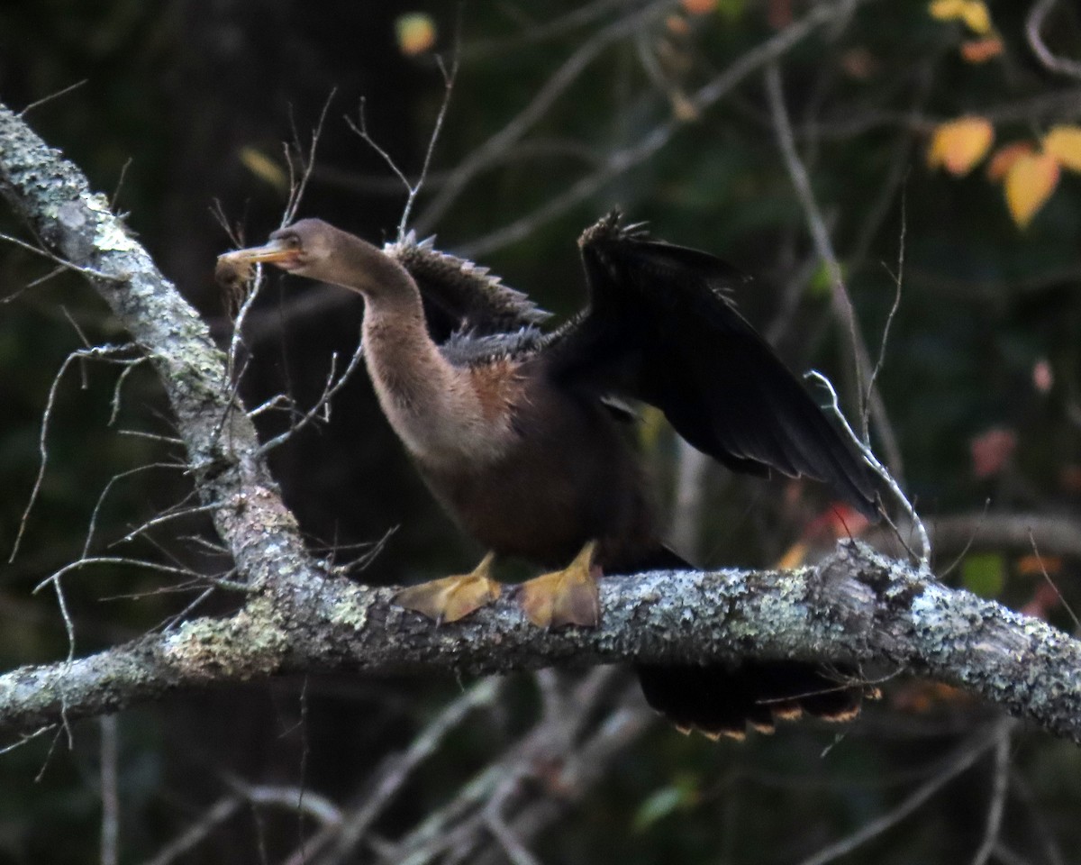 Anhinga Americana - ML494542561