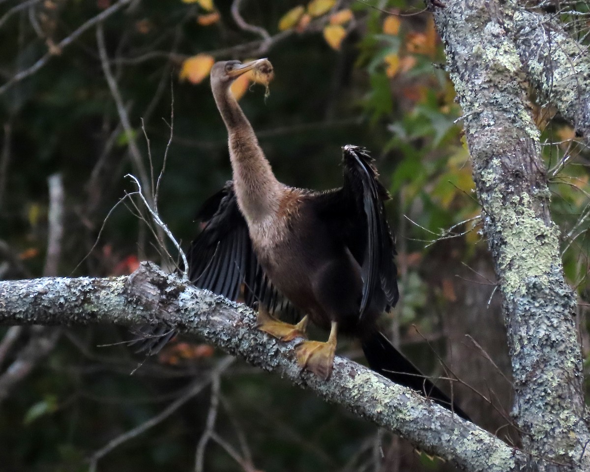 アメリカヘビウ - ML494542571