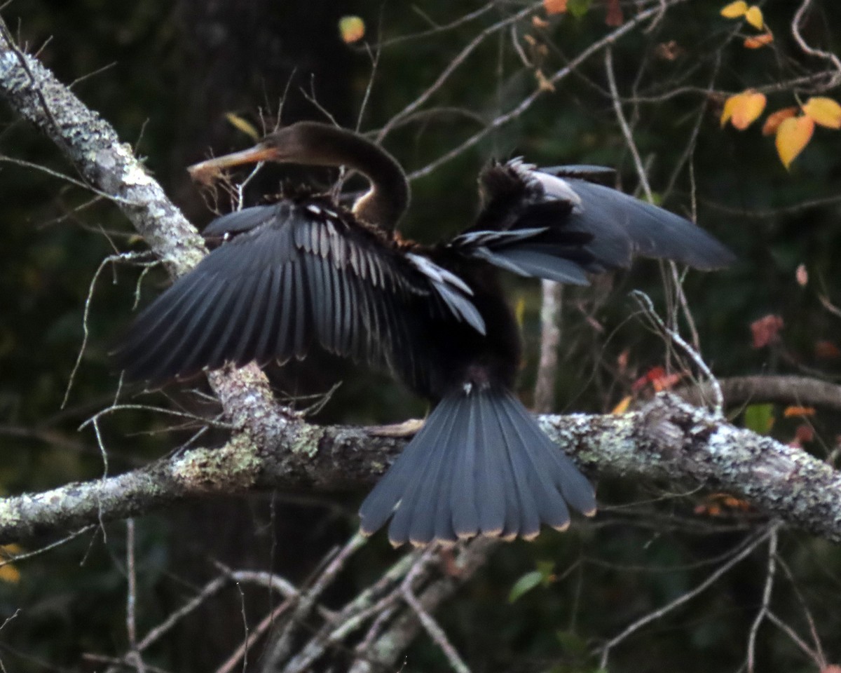 Anhinga Americana - ML494542601