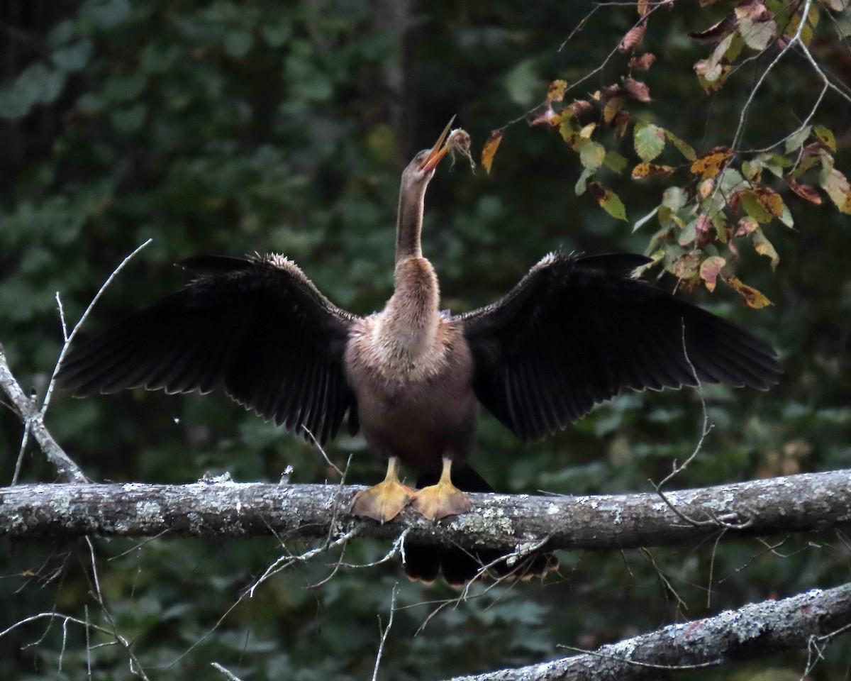 Anhinga Americana - ML494542711