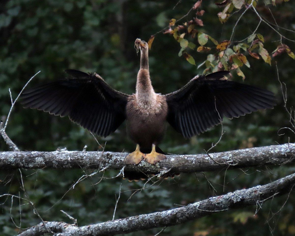 アメリカヘビウ - ML494542721