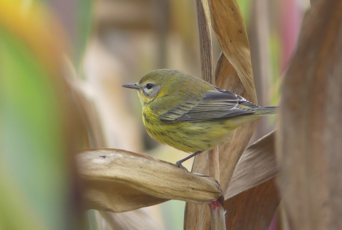 Prairie Warbler - ML494542911