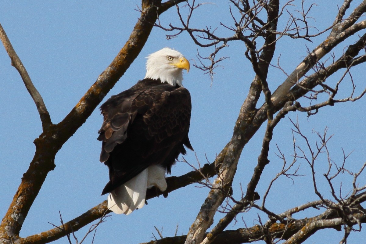 Bald Eagle - Richard Stanton