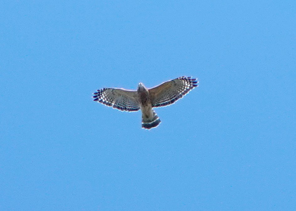 Red-shouldered Hawk (lineatus Group) - ML494543831