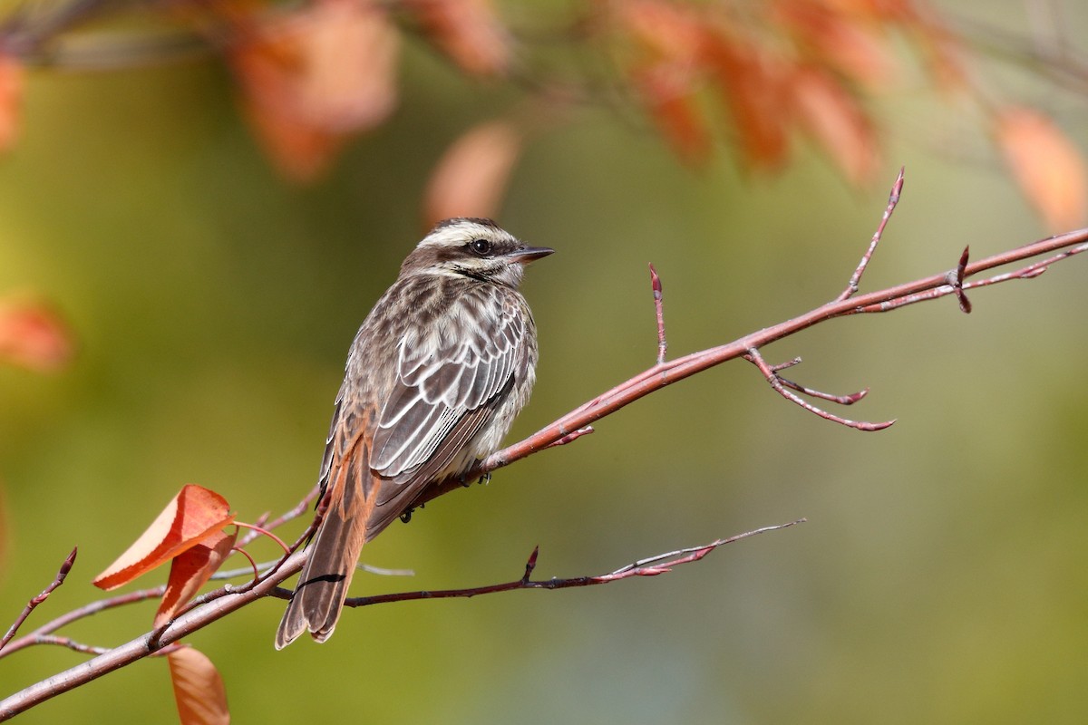 Variegated Flycatcher - Geoff Malosh