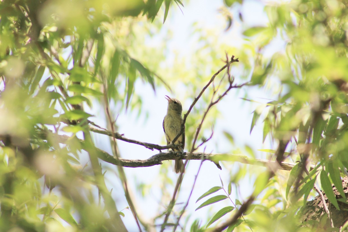 Bell's Vireo - ML494544251