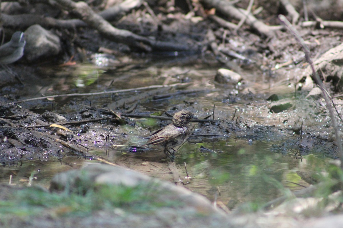 Bell's Vireo - ML494545711