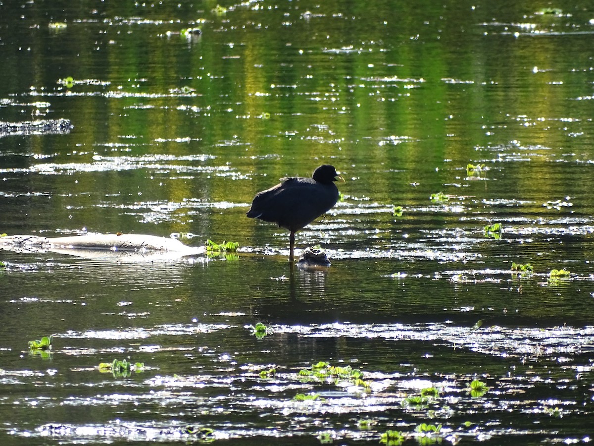 White-winged Coot - ML494546391