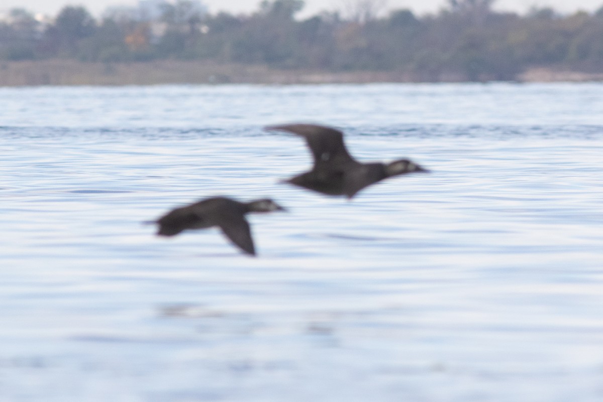 Surf Scoter - ML494546461