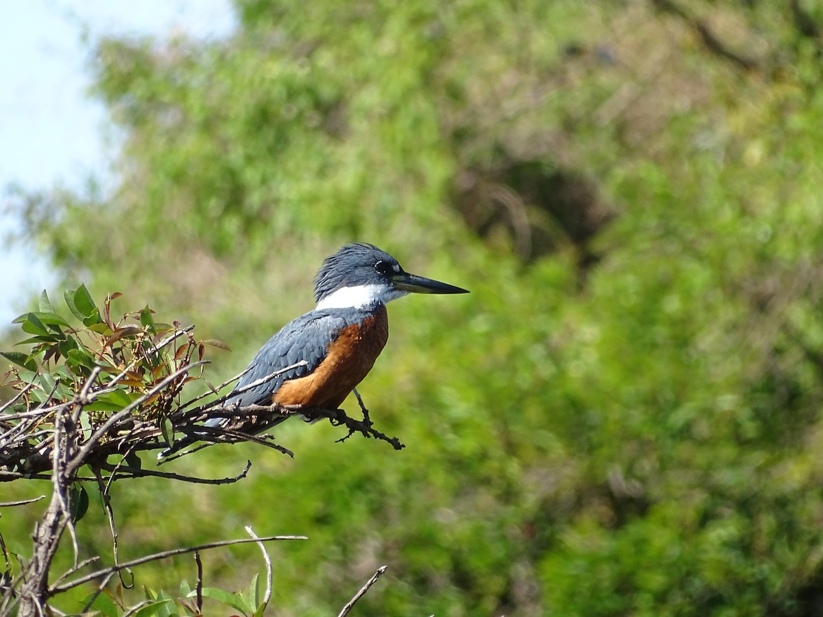 Martin-pêcheur à ventre roux - ML494546961