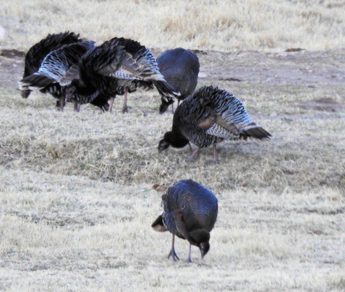 Wild Turkey - ML49454821
