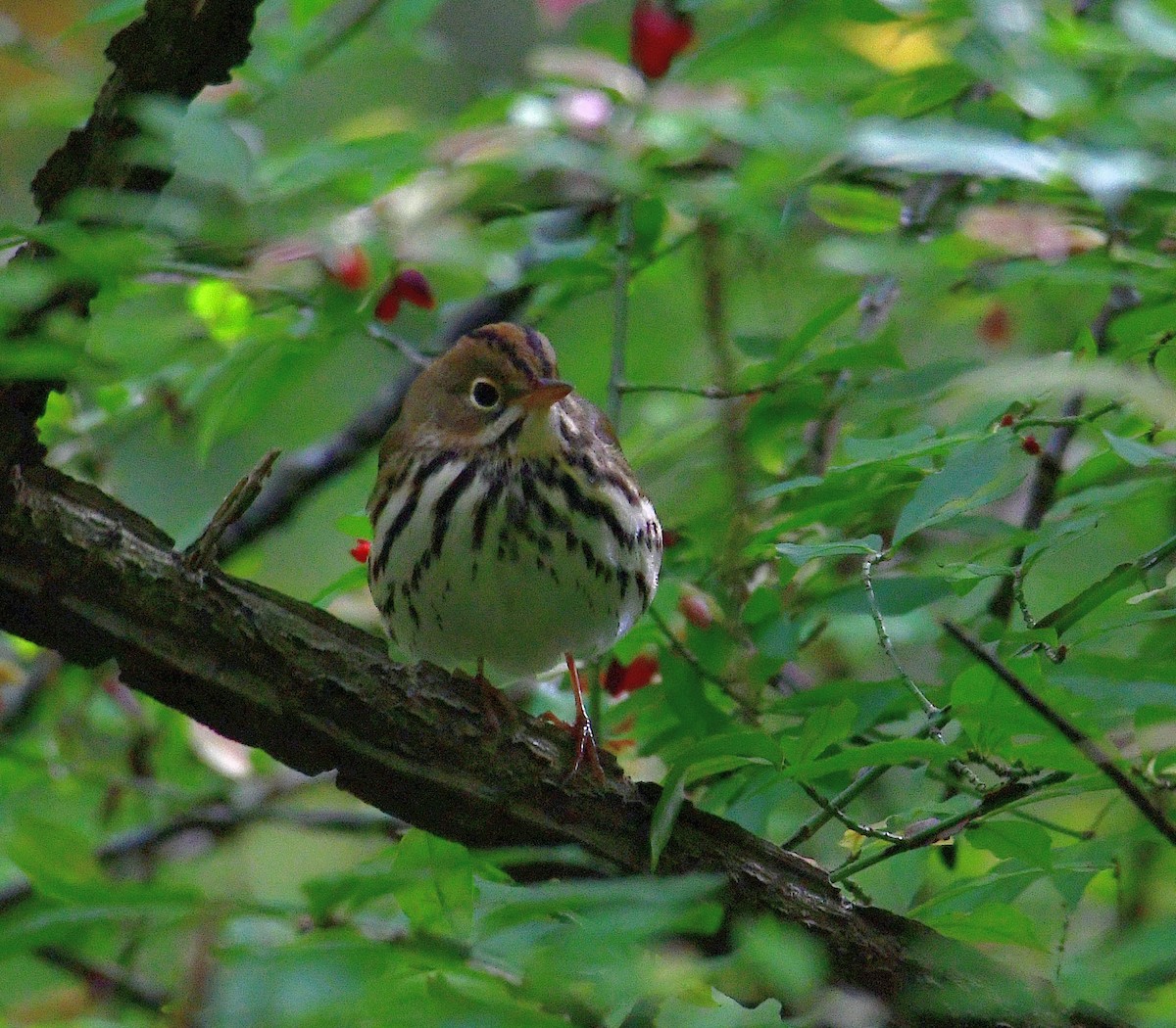 Ovenbird - ML494552991