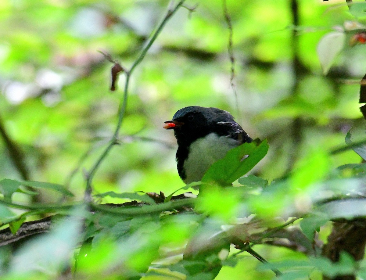 Black-throated Blue Warbler - Eric Titcomb