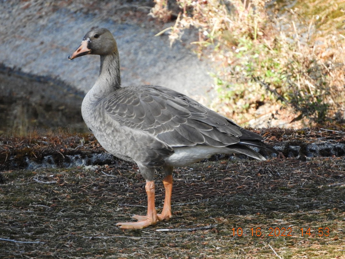 Blässgans - ML494554121