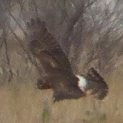 Northern Harrier - ML494555891