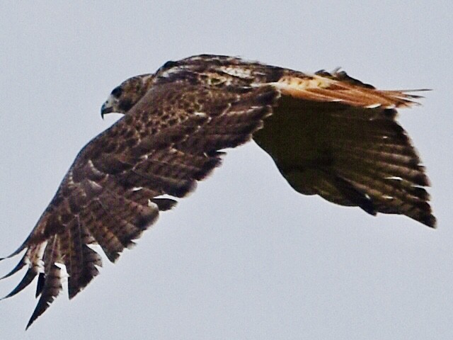 Red-tailed Hawk - ML494555911