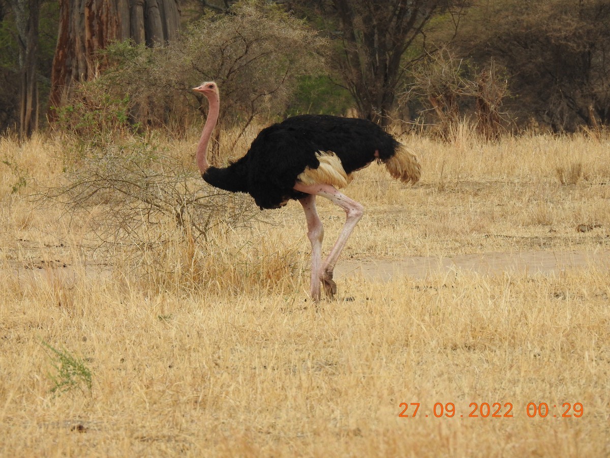 Common Ostrich - ML494556091