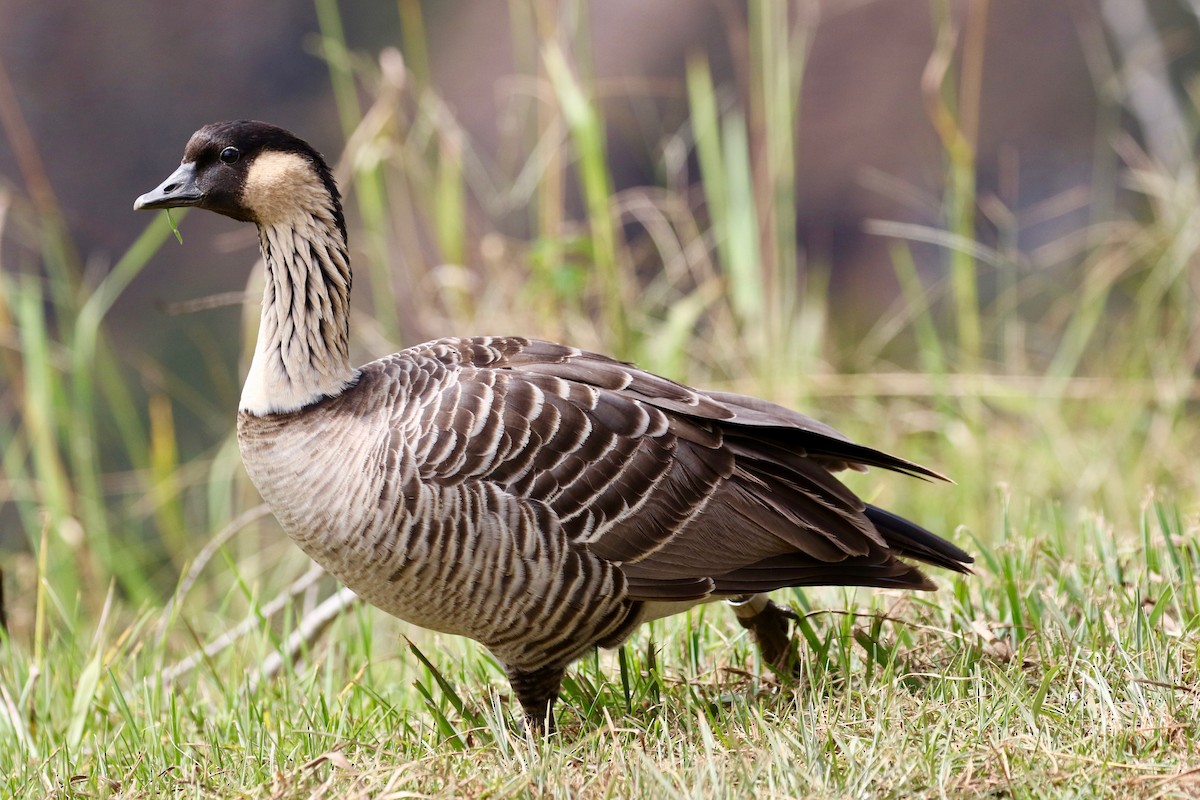 Hawaiian Goose - ML494556201