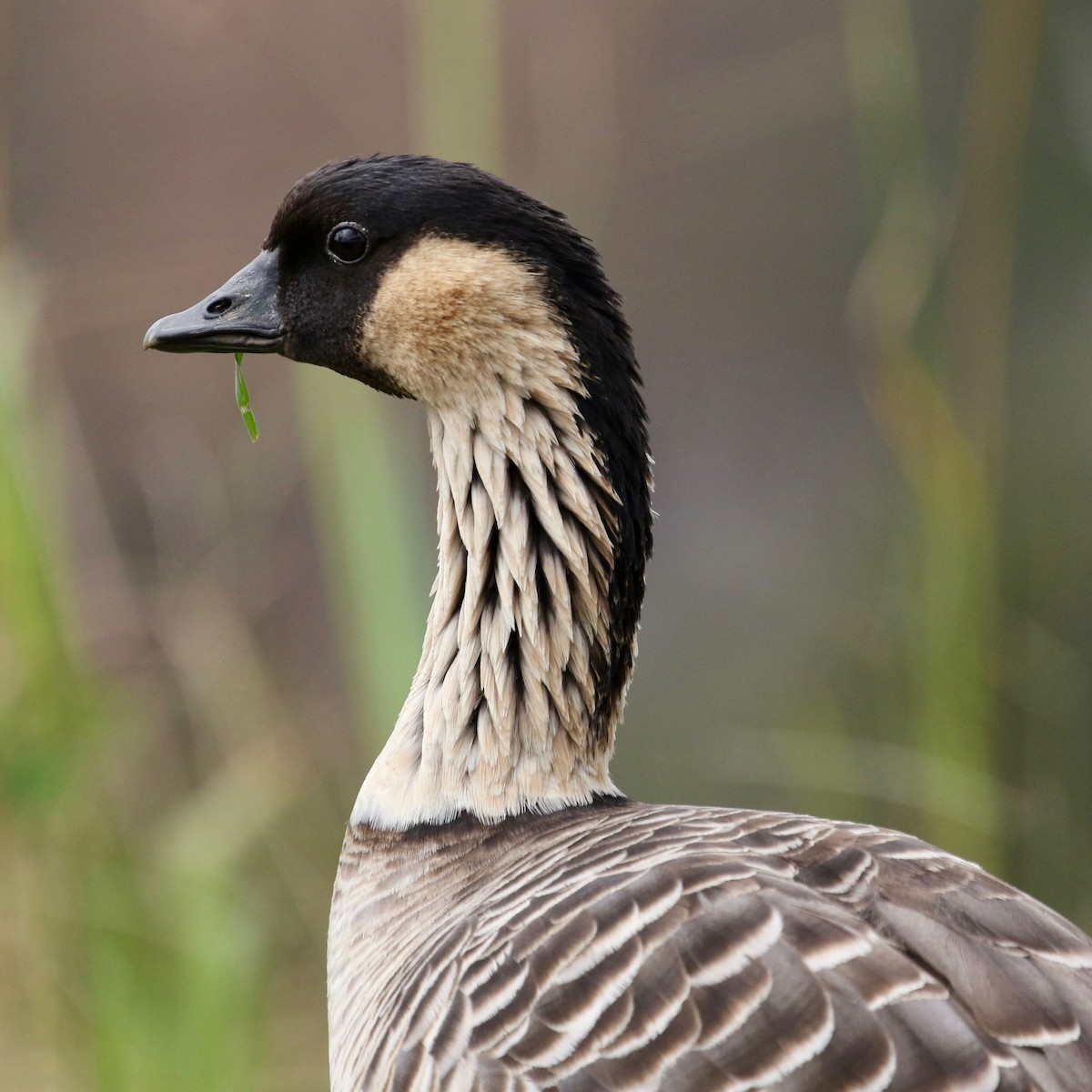 Hawaiian Goose - ML494556451