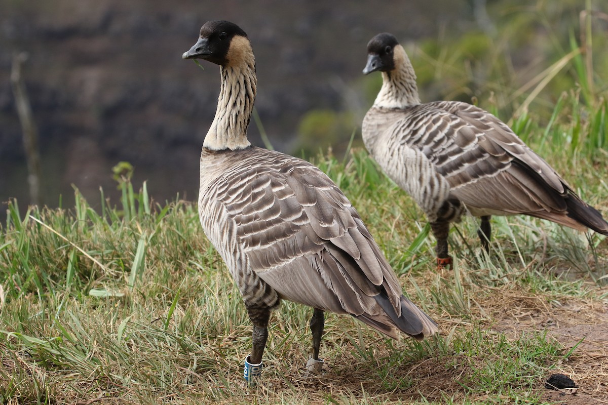 Hawaiian Goose - ML494556651