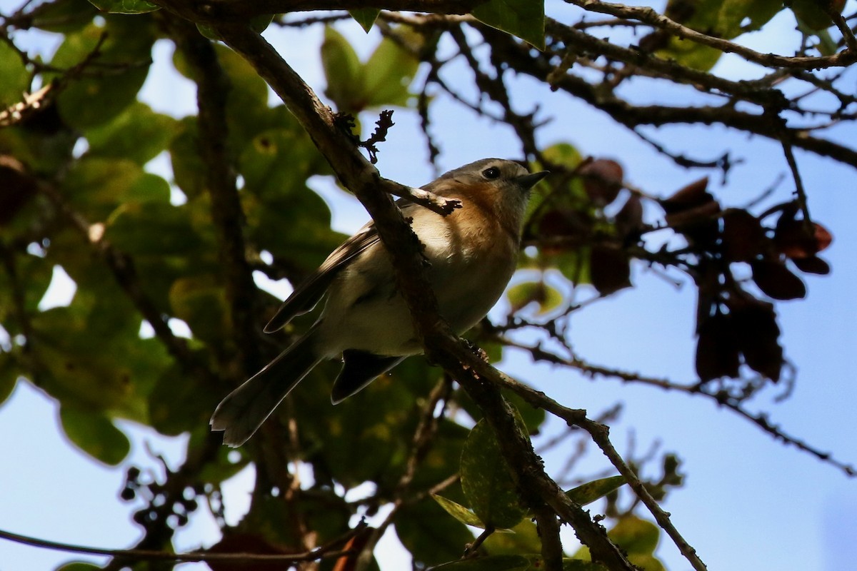 Kauai Elepaio - ML494558101