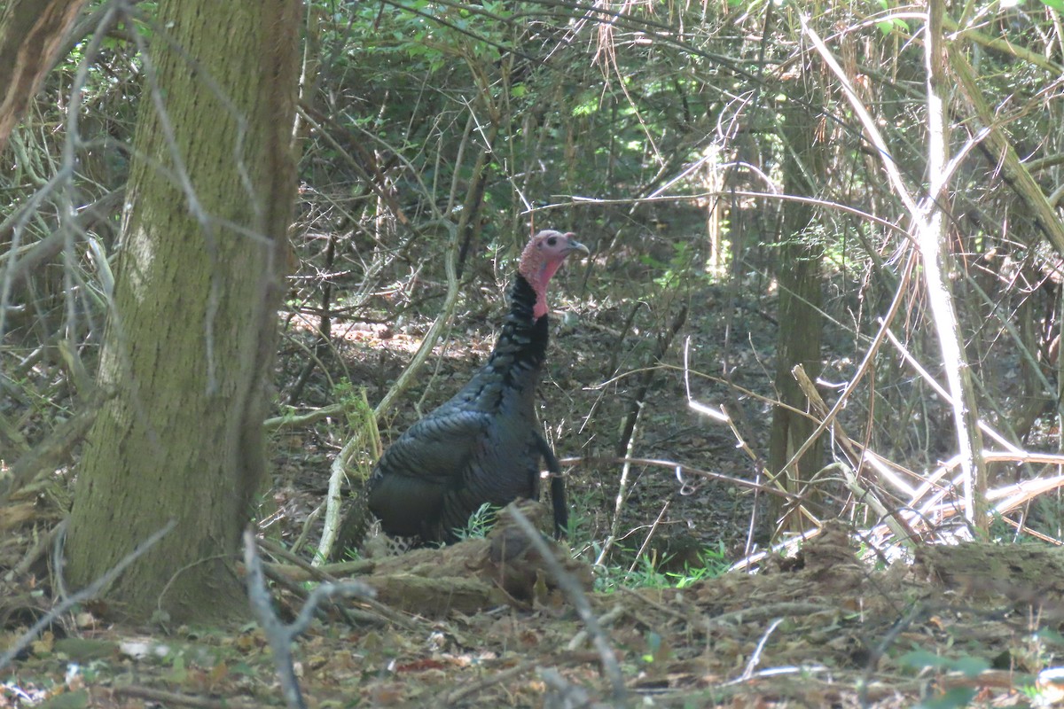 Wild Turkey - ML494562691