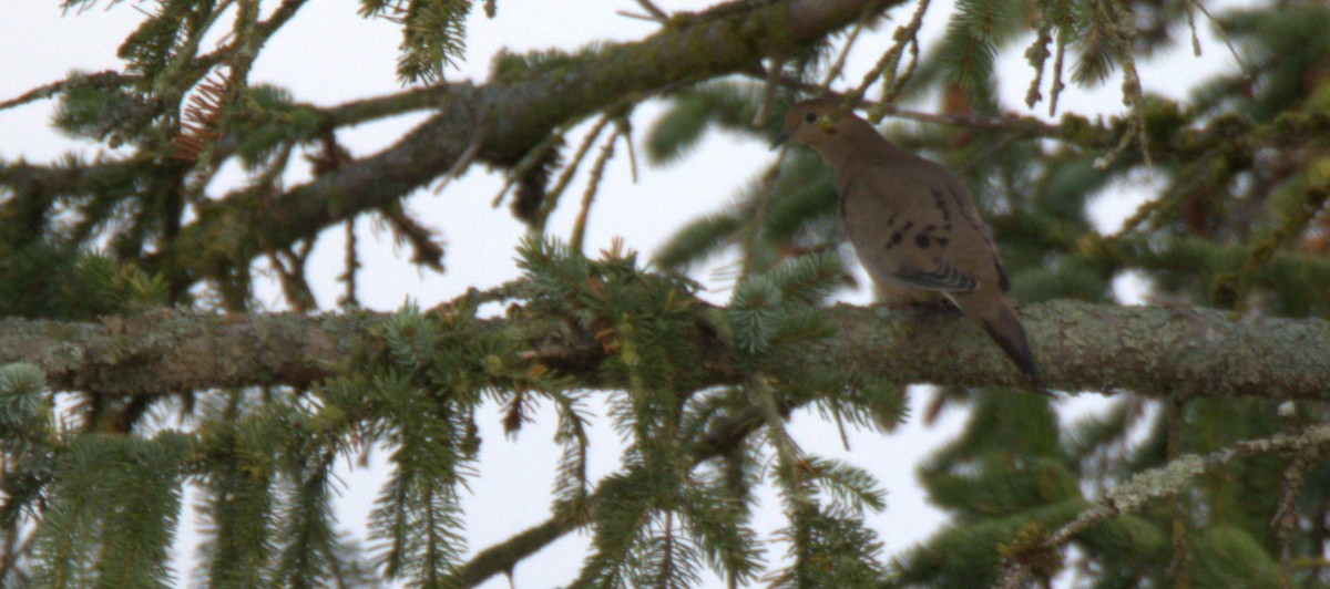 Mourning Dove - ML494563201