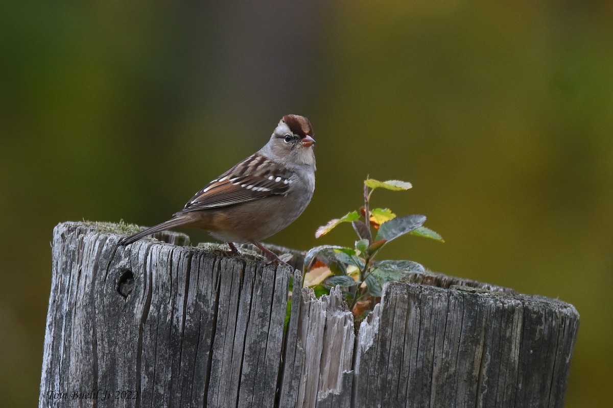 White-crowned Sparrow - ML494564881