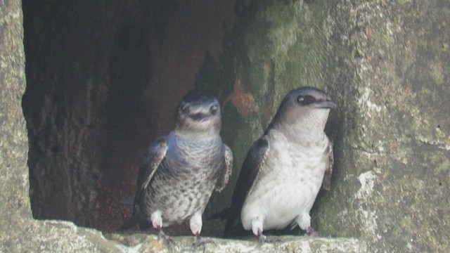 Golondrina Sureña - ML494565371