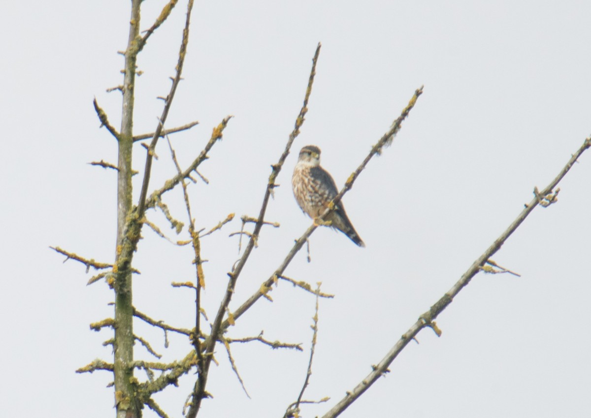 Merlin (columbarius) - ML494566761