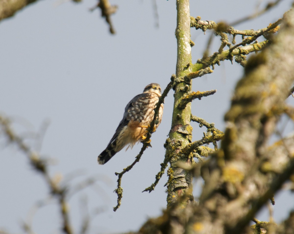 Merlin (columbarius) - ML494566781