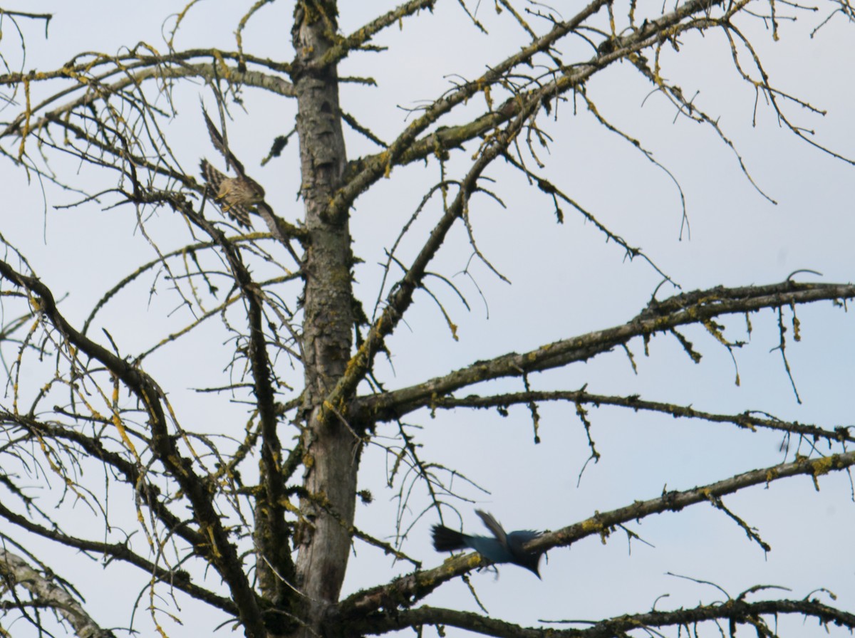 dřemlík tundrový (ssp. columbarius) - ML494566791