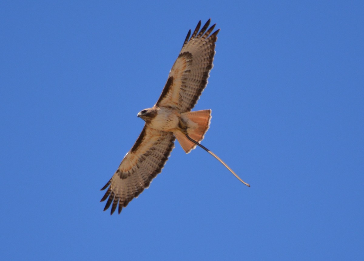 Red-tailed Hawk - ML49456691