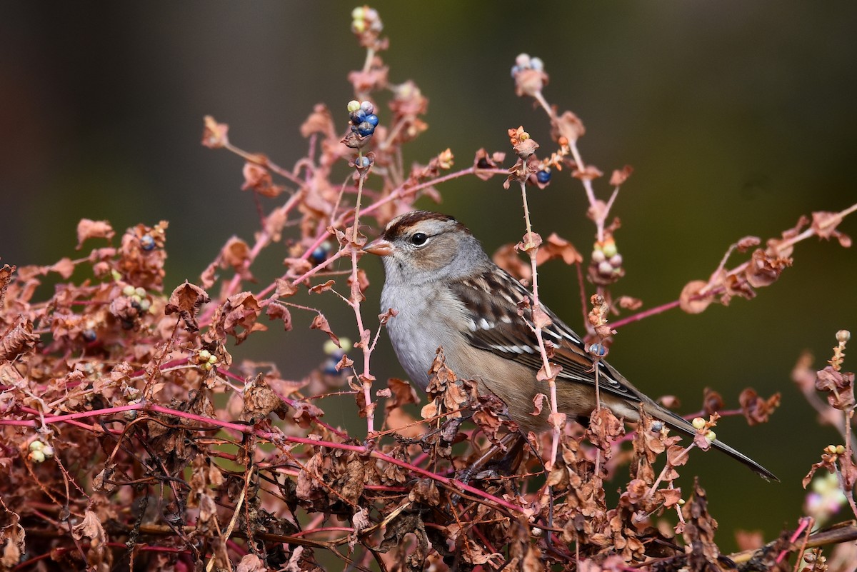 White-crowned Sparrow - ML494567111