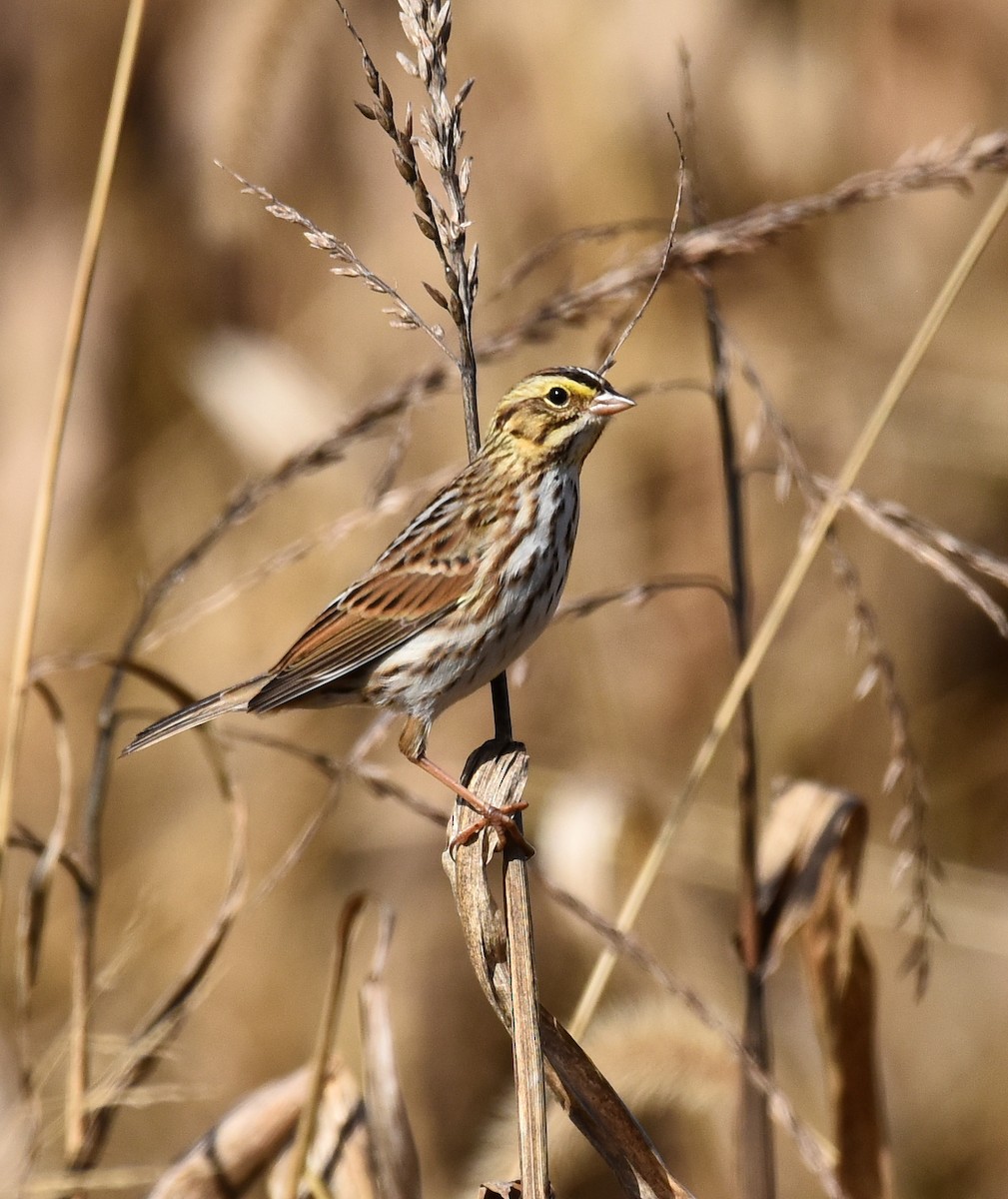 Savannah Sparrow - ML494567491