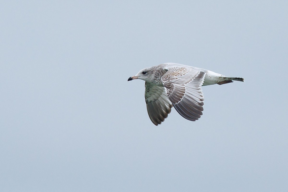 Ring-billed Gull - ML494567931