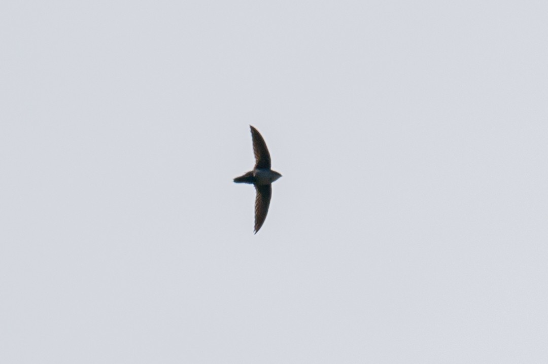 Gray-rumped Swift - Victor Hugo Michelini