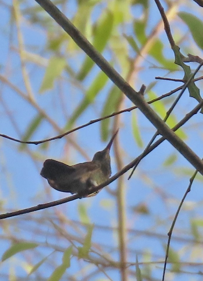 Blue-tailed Hummingbird - ML494571601